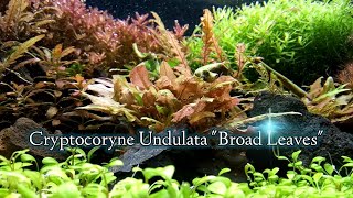 Cryptocoryne Undulata Broad Leaves características [upl. by Deys]