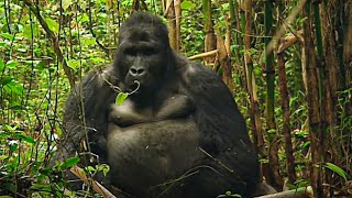 Rwanda les derniers gorilles  Documentaire animalier [upl. by Arahsal]