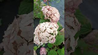 Гортензия древовидная Hydrangea arborescens Donker Rose Annabelle [upl. by Nived990]