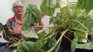 How to Propagate Begonias Rhizomatous and Rex using a leaf Part 1 Trish The Gong Gardener [upl. by Aramoy]