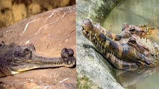 Gharial amp False Gharial  The Differences [upl. by Ahsenra]