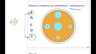 antibiotiques 16  antibiogramme [upl. by Akenihs]