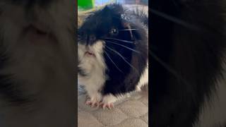 Guinea Pig Benjamin eating hay ❤️ Cava Benjamin eet hooi [upl. by Mariand]