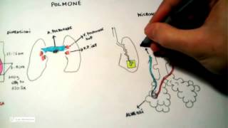 511 Polmone anatomia e fisiologia [upl. by Cordelie682]