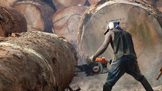 The Risky Life Of Lumberjack  World Documentary Films HD [upl. by Anad]