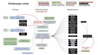 Cholinergic crisis organophosphate poisoning mechanism of disease [upl. by Ielhsa843]