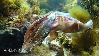 SCUBA Diving AampK HD  Whyalla Cuttlefish JUNE 2015 [upl. by Llenrap]