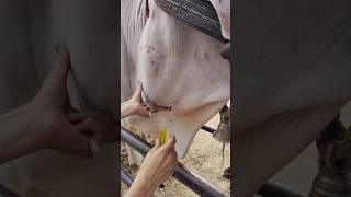 Intravenous injection in cattle veterinary AHD [upl. by Naillimxam]