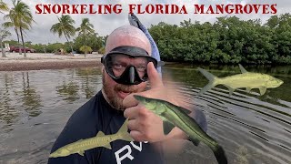 Snorkeling Florida Mangroves in Key Largo [upl. by Sello]