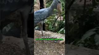 Ever heard a shoebill stork’s call before wildlife shorts [upl. by Aihsal]