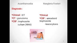 Potentially pathogenic free living amoeba Acanthamoeba Neglaria [upl. by Eahs]