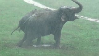 The Elephant Sanctuary  Thunderstorms at The Elephant Sanctuary in Tennessee [upl. by Leonanie887]