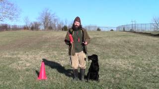 Training Your Labrador Retriever Puppy Part Six [upl. by Issak]