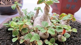 How to care Dorstenia Foetida  Exotic bonsai caudex  rare succulent plant [upl. by Michella93]