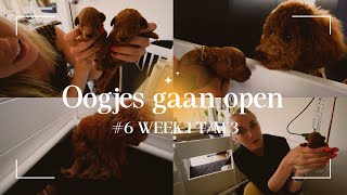 6 De eerste drie weken van de toy poedel pups [upl. by Atikim]