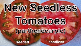 Seedless Tomato Miracle amp The Magic of Parthenocarpy [upl. by Daggett]