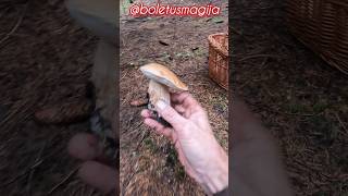 SteinpilzeBoletCepPorcino shorts new nature trending foryou forest wood mushroom porcini [upl. by Lateh]