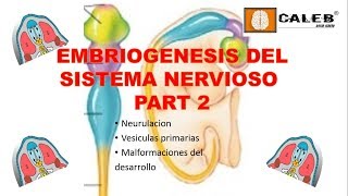 Neuroanatomía  Embriogénesis del Sistema Nervioso Part II [upl. by Comras455]