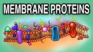 MEMBRANE PROTEINS  Types and Functions [upl. by Trudie166]