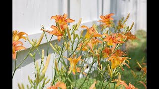 Hemerocallis Fulva  Ditch Lily Orange Daylily [upl. by Leinnad191]