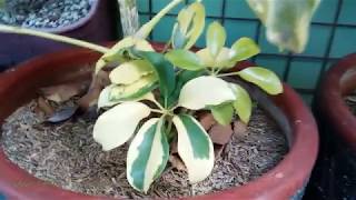 Schefflera Arboricola Plant  Variegated Umbrella Plant VID13 [upl. by Rehotsirk]