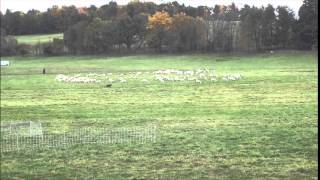 HGH herding trial October 11 2014 in Rushville NY [upl. by Nylcoj]