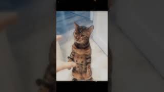 Cats Play with Humans  shorts viralshort shortvideo catvideos catshorts catsplay [upl. by Barren]