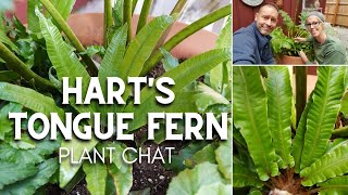 💚 Harts Tongue Fern Plant Chat 💚 [upl. by Munford]