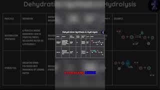 The Power of Dehydration Synthesis A Guide to Forming Polymers [upl. by Stacy]