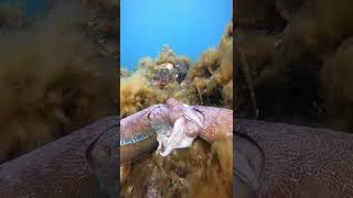 Giant cuttlefish mating in Whyalla South Australia [upl. by Gold]