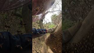 Honey hunting in India honeyhunting nature youtubeshorts [upl. by Jollenta]