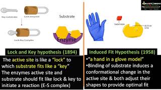 Difference between Lock and key and Induced Fit Model  Why is Induced Fit model more accepted [upl. by Llevad]