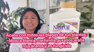 Aceite neem y jabón potásico Acaba con el 999 de todas las plagas en tus plantas [upl. by Thanh80]