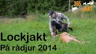 365Jakt  Lockjakt på rådjur 2014 [upl. by Vaish]