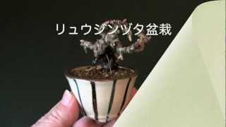 リュウジンヅタN（竜神蔦 豆盆栽）Parthenocissus tricuspidata bonsai [upl. by Llennehc]