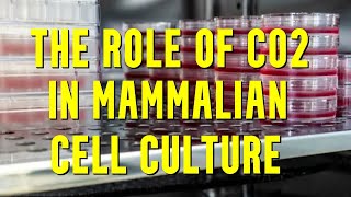 The Crucial Role of CO2 in Mammalian Cell Culture [upl. by Willow614]