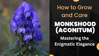 Mastering the Enigmatic Elegance How to Grow and Care for Monkshood Aconitum [upl. by Yarg]