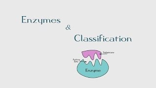 7 Introduction to Enzymes amp Its Classification  The BioChemistry Guide  2014 [upl. by Nyleuqaj35]