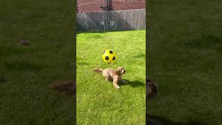 Darcie playing football [upl. by Joyce185]