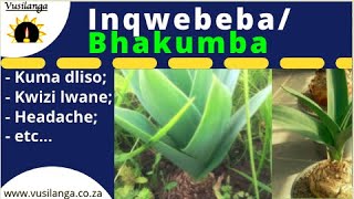 Medical Uses of inqwebeba Bhakumba urginea altissima [upl. by Aix]