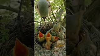 Long tailed shrike bird babies P 2 shortvideo trendingshorts [upl. by Rooney]