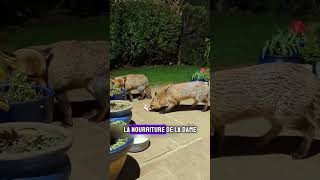 Une Histoire Fantastique  Le Renard et la Dame renard animaux shorts dame [upl. by Ariahs]