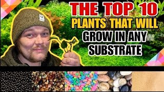 Top 10 Easy Aquarium Plants That Can Live in ANY Substrate or Even Without it Low Maintenance Picks [upl. by Ahsemal]