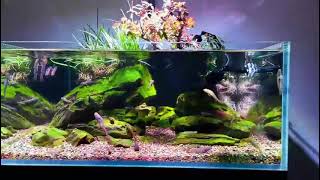 Biotope aquarium tank with ZETLIGHT ufo f8 pro LED light [upl. by Yelyr]