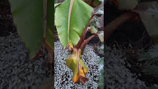 Chinese Red Banana  Ensete maurelii [upl. by Ardyce798]