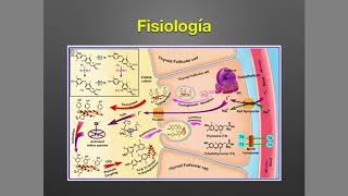 Tiroides Anatomía y Fisiología [upl. by Zined]