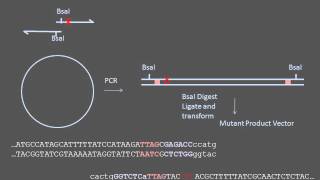 Sitedirected Mutagenesis [upl. by Atikin]