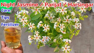 Night Jasmine  Parijat  Harsingar Plant Grow and Care Tips Fertilizer To Get Flowers  Parijat [upl. by Belvia857]