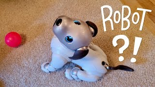 Our New Dog AIBO Pet Replacement Robot [upl. by Aicilef160]