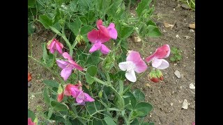 Cómo germinar semillas de Lathyrus odoratus  Arvejilla de jardin  Guisante de olor  Clarines [upl. by Shea692]